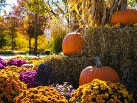 Fall Into Pumpkins Random Assortment 2025-5