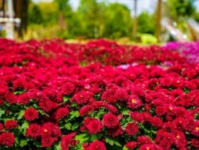 Luries Fall Plantings 2025