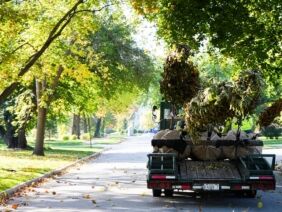 StreetTreesHinsdale20232-37
