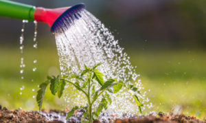 Watering seedling tomato