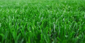 closeup of green grass