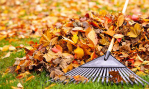 Fall leaves with rake