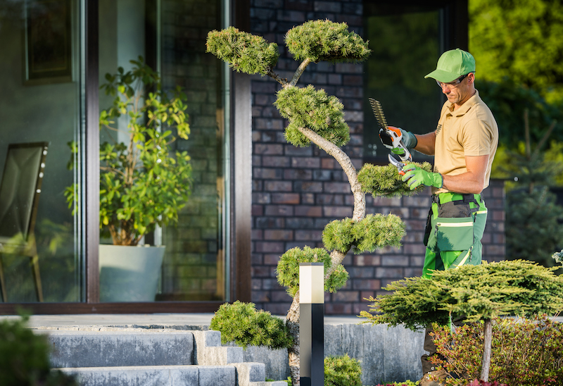 garden worker trimming decorative tree