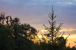 pine tree with blurred sunset background