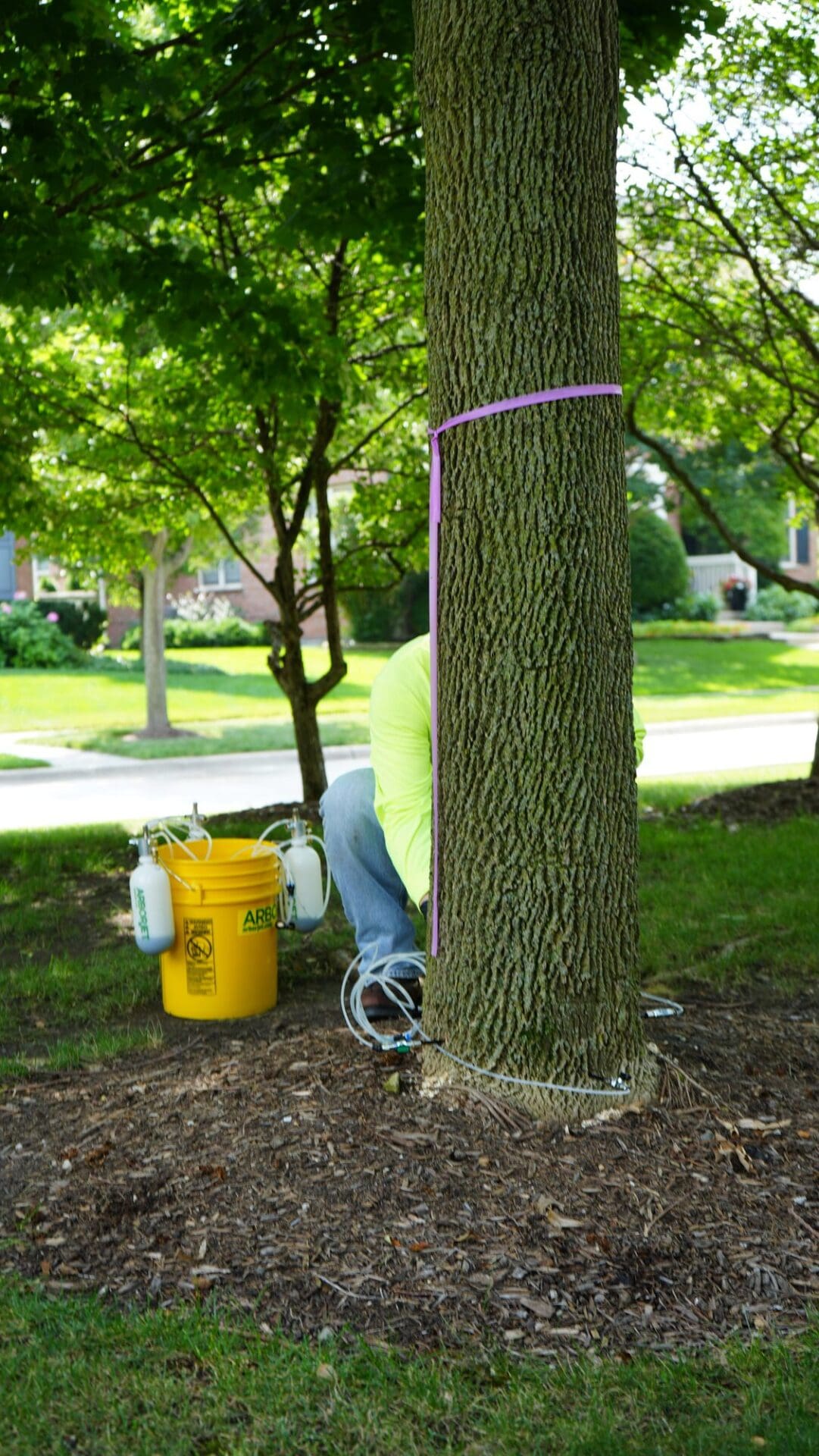 Deep root-zone fertilization injection around a tree — Apex Landscaping plant health care