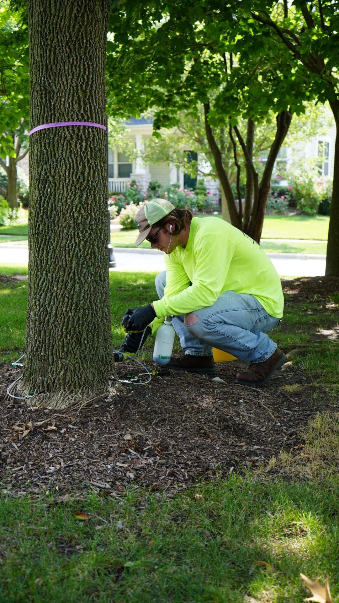 Deep-root feeding tree treatment — Apex Landscaping plant health care
