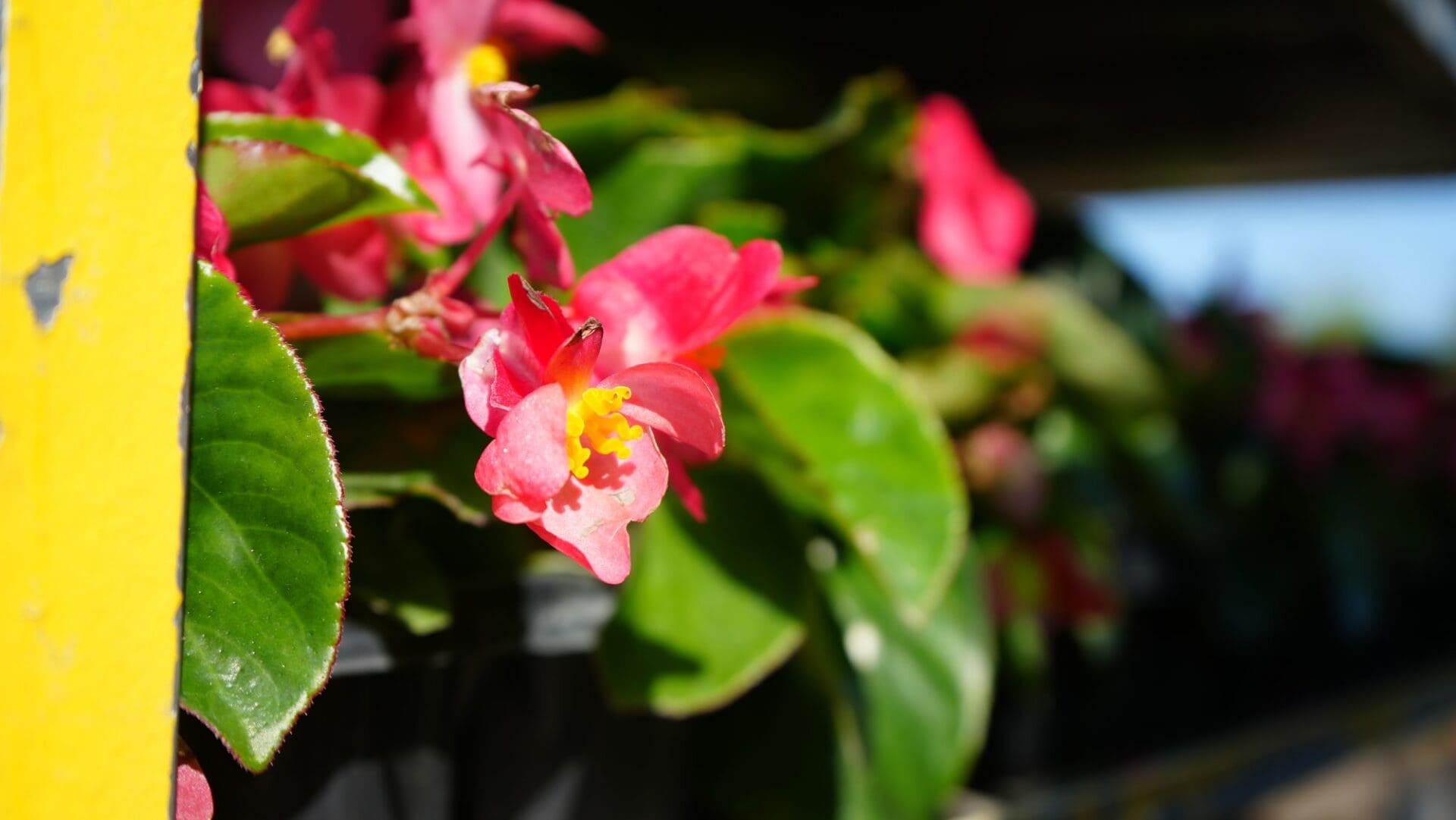 Close-up of red begonia annual color — Apex Landscaping seasonal plantings