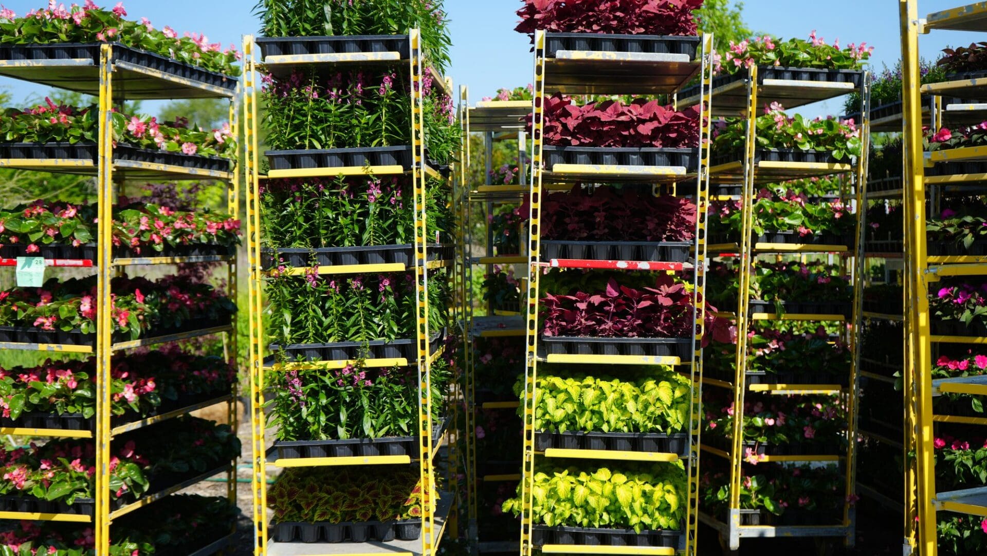 Flats of nursery annuals ready for installation — Apex Landscaping