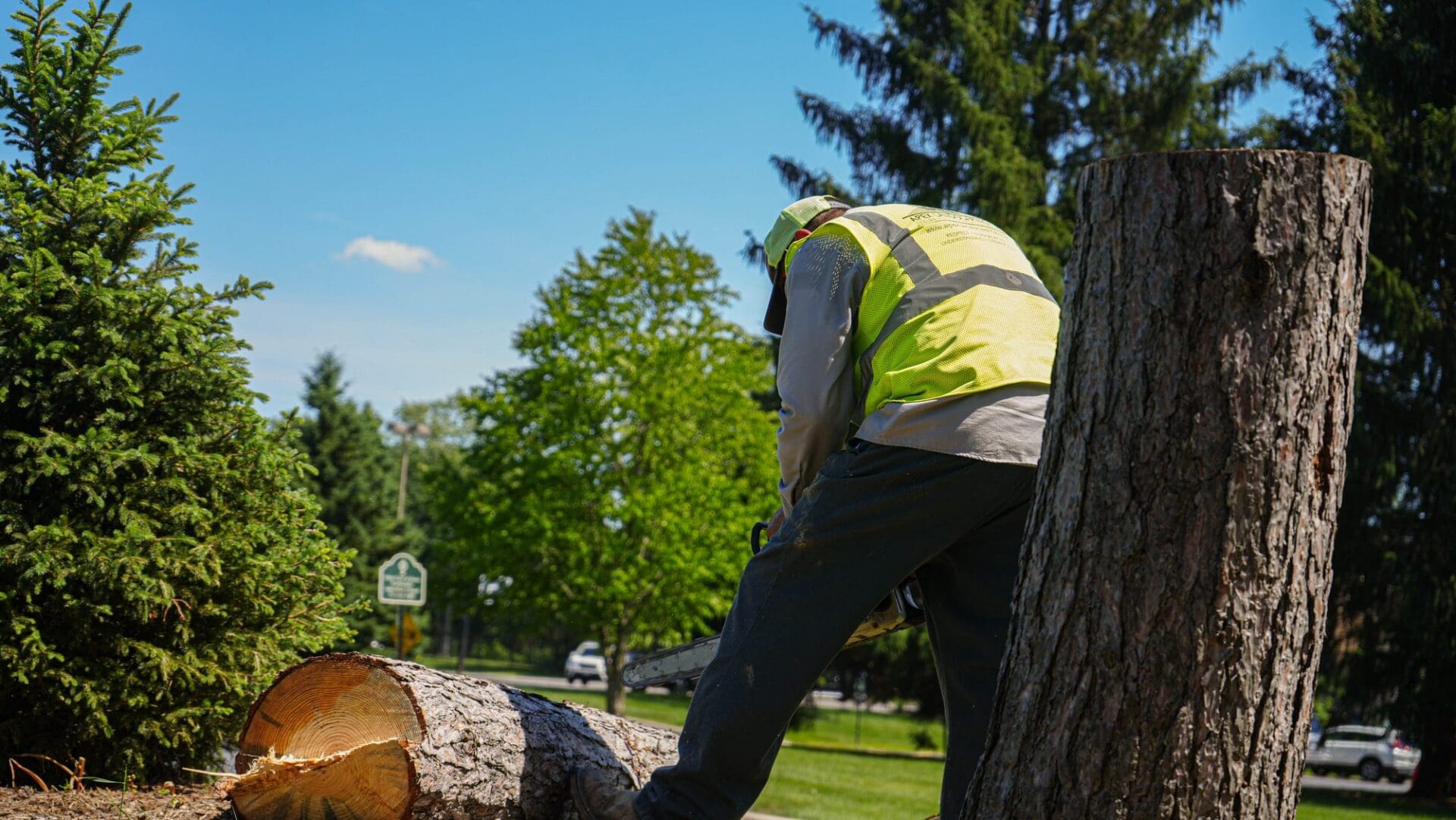 Large tree removal in progress — Apex Landscaping tree care